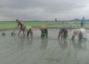 Tanpa Kenal Lelah Babinsa Dampingi Petani Wujudkan Ketahanan Pangan Nasional