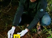 Polres Aceh Timur Evakuasi Temuan Kerangka Manusia di Kebun Kelapa