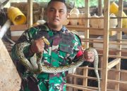 Babinsa dan Bimaspol Tangkap Ular Piton yang Meresahkan Warga di Jatiraden