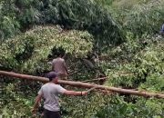 Hujan deras Landa Wilayah Katibung dan Sekitarnya, Pohon Tumbang Di Jalan Desa Sukajaya, Kepala Desa Beserta Warga Gotong royong.