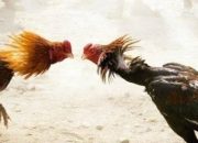 Diduga Kapolsek Perbaungan AKP Sunipan Gurusinga Terima Setoran Dari Judi Sabung Ayam