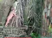 Viral Penemuan bayi Di dekat ponpes Begini kronologi kejadian tersebut, ibu bayi telah mengakui.