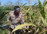 Polri Dukung Ketahanan Pangan, Produksi Jagung Indonesia Meningkat pada Triwulan pertama 2025
