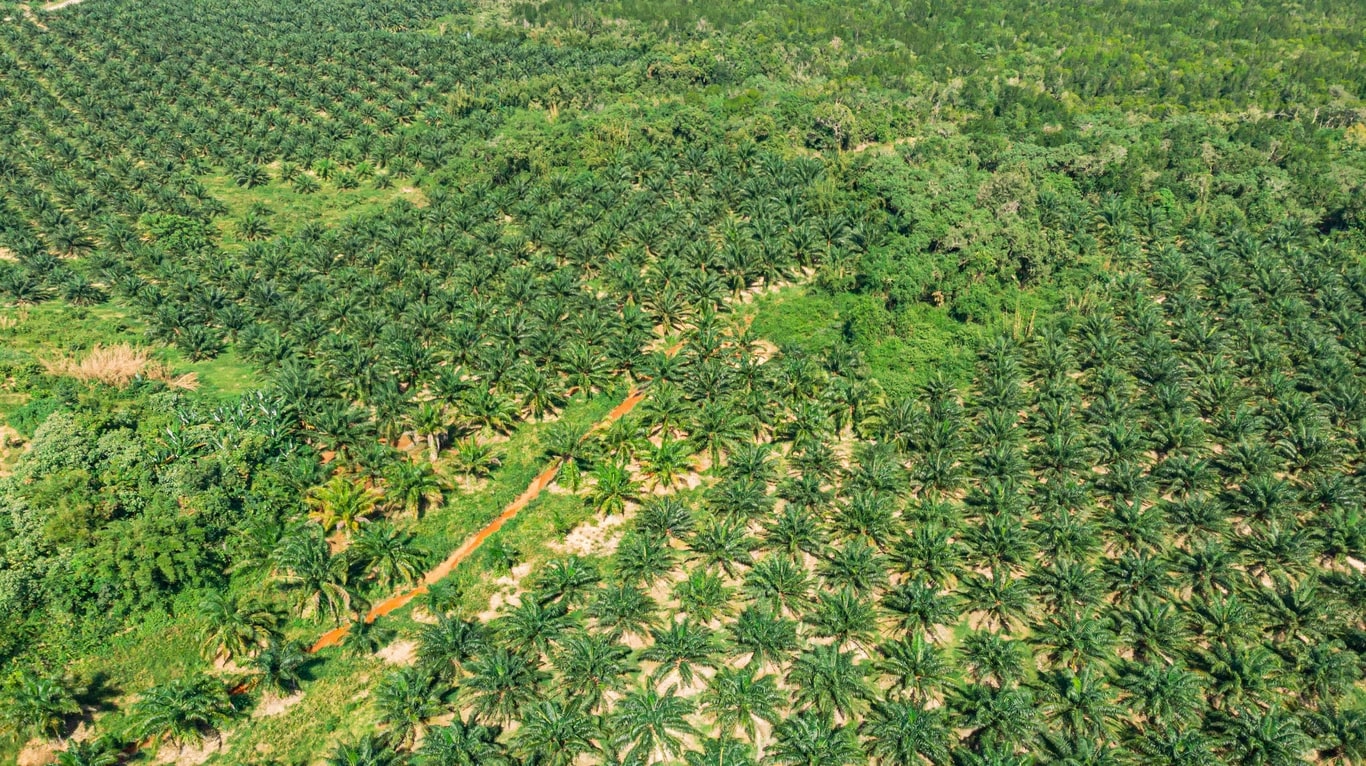 Planting Naturals Digitalisasi 7.224 Petani dalam Rantai Pasok Minyak Sawit Organik Bersertifikasi RSPO Pertama di Sierra Leone