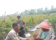 Dukung Ketahanan Pangan Nasional, Bhabinkamtibm Dempo Makmur Sambangi Petani