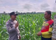 Polres Pagaralam Dorong Ketahanan Pangan, Bhabinkamtibmas Cek Lahan Jagung di Pelang Kenidai*