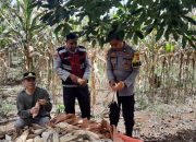 Dukung Ketahanan Pangan, Bhabinkamtibmas Polres Pagar Alam Dampingi Panen Jagung Warga