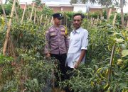Polri Penggerak Ketahanan Pangan Monitoring Pekarangan Cabai di Pagar Alam Utara