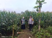 Aktif Polisi Penggerak Ketahanan Pangan Sinergi Dengan Patani Manfaatkan Pekarangan Bergizi 