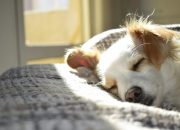 5 Hotel Pet Friendly di Jakarta Cocok untuk Staycation Bareng Anabul