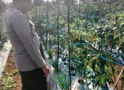 Dukung Ketahanan Pangan, Polsek Pagaralam Selatan Intensifkan Monitoring Pekarangan Bergizi Warga
