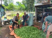 Wujudkan Ketahanan Pangan Bhabinkamtibmas Ulu Rurah Polsek Pagar Alam Selatan Aktif Monitoring Lahan Pangan Bergizi