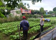 Bhabinkamtibmas Polsek Pagaralam Selatan Monitoring Pekarangan Bergizi, Dukung Program Ketahanan Pangan