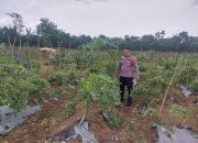 Polisi Penggerak Ketahanan Pangan Aktif Monitoring Pekarangan Bergizi di Pagaralam Utara