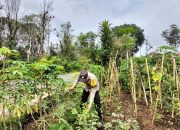 Polisi Penggerak Ketahanan Pangan Monitoring Lahan Jagung di Curup Jare