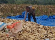 Polres Pagar Alam Dukung Ketahanan Pangan, Bhabinkamtibmas Panen Jagung 4 Ton di Padang Temu