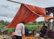 Bhabinkamtibmas Polres Pagar Alam Panen Tomat 2 Ton, Wujud Nyata Dukungan Ketahanan Pangan