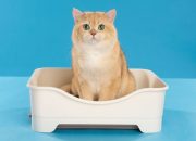 Rekomendasi Pasir Kucing Serap Bau di Ruangan Indoor