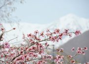【Keajaiban Sisa Salju × Bunga Sakura】Bagaikan dunia lain dengan ketinggian 1.900 meter di atas per- mukaan laut. Nikmati akses istimewa wisata “Dinding Salju” dan “Permainan Salju Musim Semi” di Desa Otari, Prefektur Nagano. Operasi khusus musim semi awal berlangsung hingga 6 Mei, serta Taman Alam Tsugaike dibuka mulai 6 Juni.