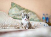 Usia Ideal Untuk Kitten Mulai Mencerna Makanan