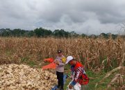 Panen Jagung di Dempo Tengah, Polres Pagar Alam Dukung Program Ketahanan Pangan Presiden RI