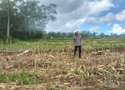 Polres Pagar Alam Monitoring Lahan Jagung, Dukung Program Presiden RI untuk Ketahanan Pangan