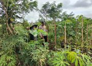 Monitoring Pekarangan Terong dan Cabai di Selibar, Polisi Penggerak Ketahanan Pangan Polres Pagaralam Dorong Kemandirian Warga