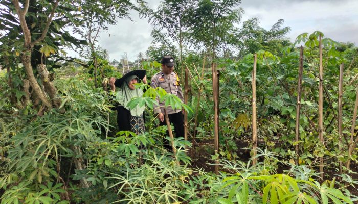Monitoring Pekarangan Terong dan Cabai di Selibar, Polisi Penggerak Ketahanan Pangan Polres Pagaralam Dorong Kemandirian Warga
