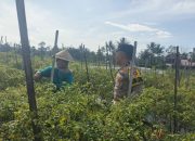 Polsek Pagaralam Utara Monitoring Pekarangan Cabai dan Tomat, Dukung Ketahanan Pangan Nasional