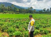 Bhabinkamtibmas Polsek Pagaralam Selatan Monitoring Pekarangan Milik Warga, Polres Pagaralam Perkuat Ketahanan Pangan Lokal