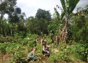 Monitoring Pekarangan Tomat dan Terong di Selibar, Polisi Pagaralam Utara Perkuat Ketahanan Pangan