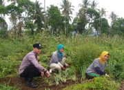 Polres Pagar Alam Cek Lahan Jagung dan Daun Bawang, Dukung Ketahanan Pangan*