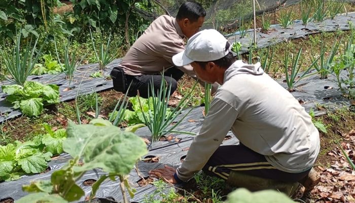 Monitoring Pekarangan Tumpang Sari di Talang Pasai, Polsek Pagaralam Utara Dorong Ketahanan Pangan Keluarga
