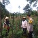 Bhabinkamtibmas Polsek Pagaralam Utara Monitoring Pekarangan Daun Bawang dan Cabai di Bangun Rejo, Dukung Ketahanan Pangan