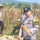 Monitoring Panen Jagung 5 Ton di Curup Jare, Polsek Pagar Alam Utara Perkuat Ketahanan Pangan