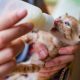 Panduan Memberikan Susu pada Anak Kucing Sesuai Kebutuhan