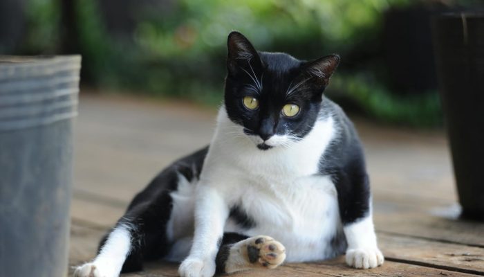 Penyebab Perut Kucing Membesar dan Cara Mengatasinya