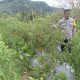 Polisi Turun ke Kebun, Polres Pagar Alam Perkuat Ketahanan Pangan Tomat dan Jagung sukseskan program prioritas Presiden RI