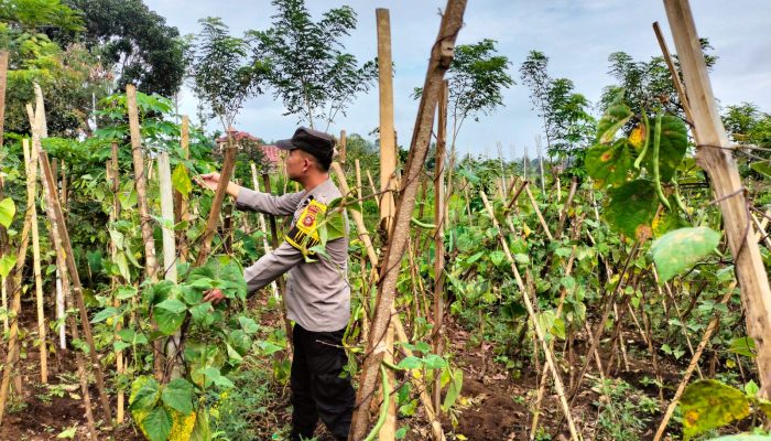 Aipda Erwin Pantau Pekarangan Bergizi Warga Selibar, Terong dan Daun Bawang Dukung Ketahanan Pangan