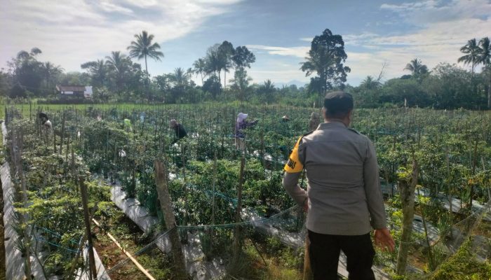 Polisi Penggerak Ketahanan Pangan Monitoring Pekarangan Bergizi di Pagaralam Selatan, Tanam Cabai, Tomat, dan Sawi