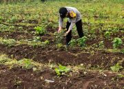 Bhabinkamtibmas Polsek Pagaralam Utara Aktif Dampingi Ketahanan Pangan Warga, Monitoring Cabai dan Pekarangan Bergizi di Selibar