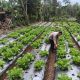 *Bhabinkamtibmas Polsek Pagaralam Utara Monitoring Pekarangan Kacang Tanah dan Buncis, Dukung Ketahanan Pangan 2045*