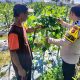 Monitoring Pekarangan Buncis dan Daun Bawang di Selibar, Polisi Pagaralam Utara Dorong Ketahanan Pangan Warga